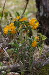 Hoary puccoon